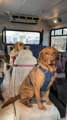 Ranger & Jubilee on the Woof Wagon.