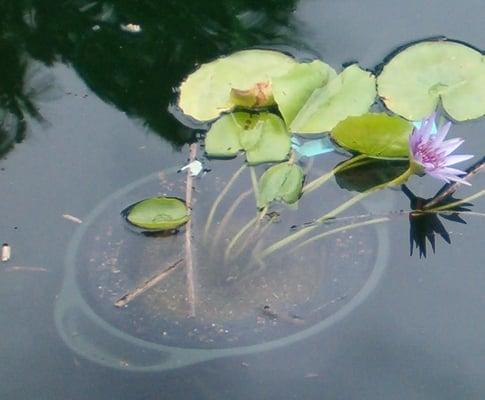 When can help with pond raised  Water Lily's as well.