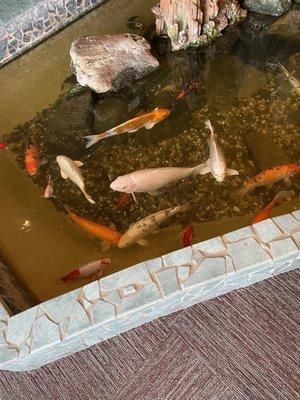 Koi pond inside