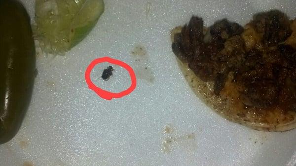 I found this roach in my taco. :(