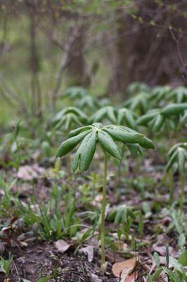 Daubenspeck Community Nature Park in the spring