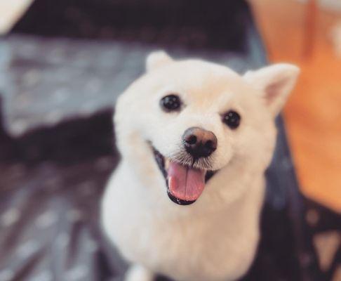 Mister Presley arriving home so smiley from his weekend at pups