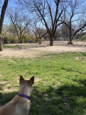 Small dog area looks upon the big dog area