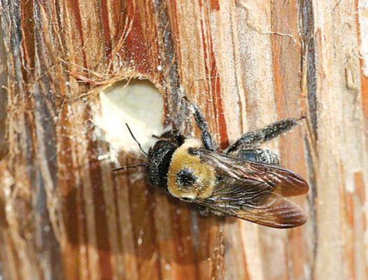 Carpenter bee damaging home.