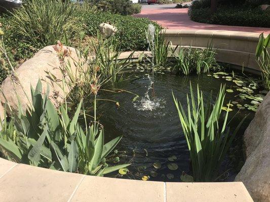 Beautiful calming pond with fountain