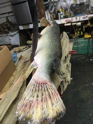 7 foot Alligator gar mount