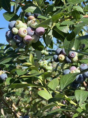 Miller Blueberry Plantation and Nursery