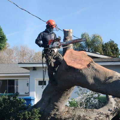 Right Way Tree Service