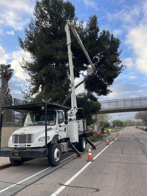 Santee Schools tree removal 1