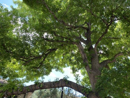 Outdoor tree on patio providing lots of shade