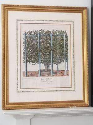 Rare Original Botanical print from 1613, with French matting