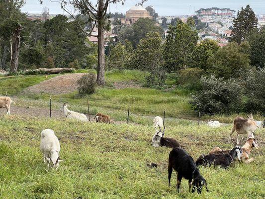 Goats with a view