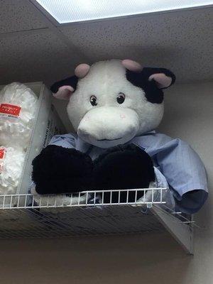 Bill the cow, mascot found his new home