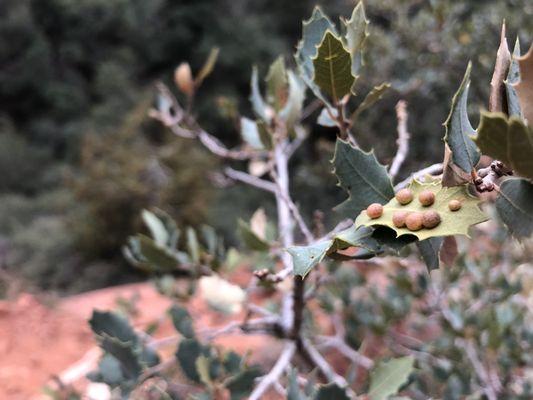 Wasp galls?