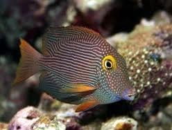 Yellow Eyed Tang (Kohl Tang)