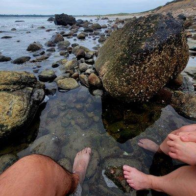 South Shore Beach Shrimp Pedicures