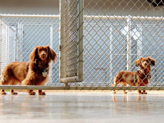 Outside portion of the dog kennels.