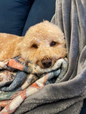 Otto taking a well-deserved nap post-grooming. So fluffy!