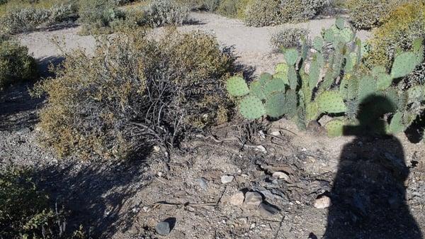 I saw this guy right at the trail head.