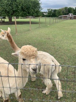 Alpaca farm and awesome RV park