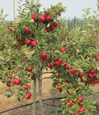 Hundreds of super-spindle apple trees growing on dwarf root-stock, simplifies apple-picking for everyone.  This is one Akane apple tree!