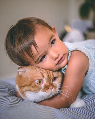 Luxury Kittens Scottish Fold