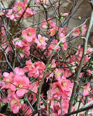 Pink Quince