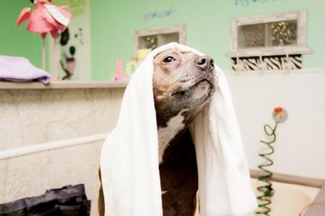 Bring your pooch to the Beach Club our DIY Dog Wash