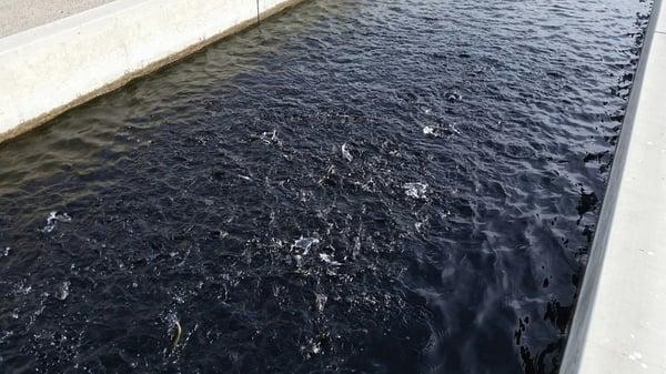 Mojave River State Fish Hatchery