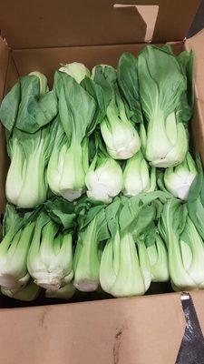 Shanghai Bok Choy