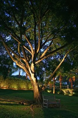 Memphis Tree Lighting