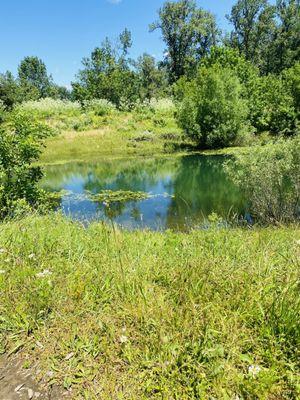 I love a green pond!