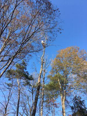 Tree Service / Removal