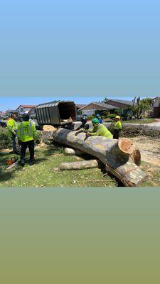 Tree Removal Of A Lime Eucalyptus Tree In Orange County Call Today For A Free Estimate (714)330-4010