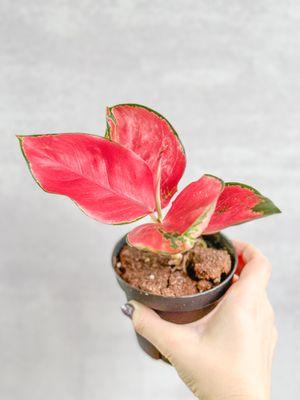 Aglaonema