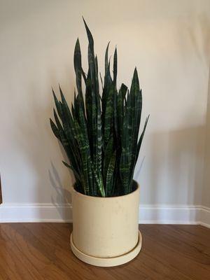 Snake plant in pot