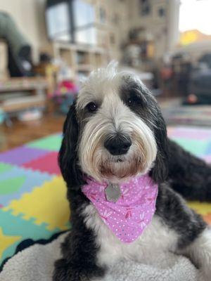 Sheepadoodle post grooming