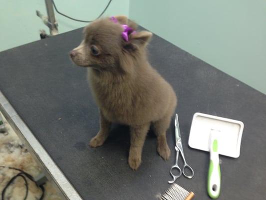 Chocolate Pomeranian puppy,rare color