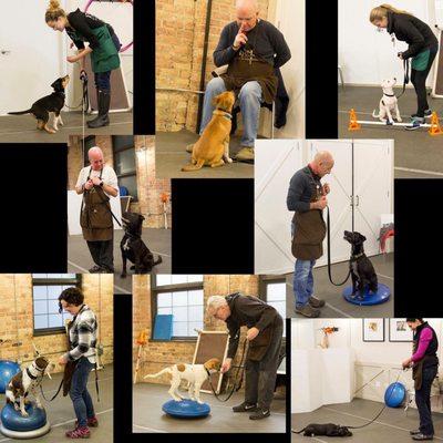 Enrichment sessions for the PAWS adoptables