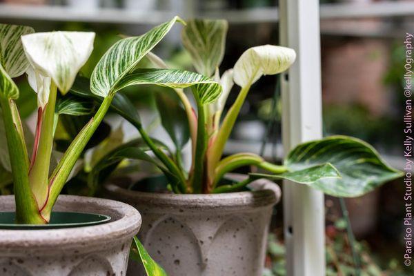 Beutiful philodendron birkin.