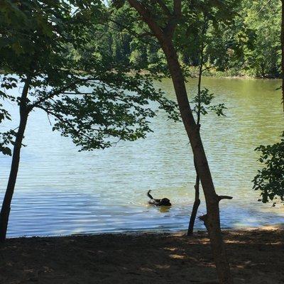 Taking a dip at Soldan Dog Park