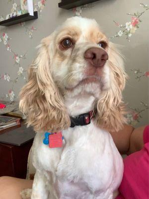 Handsome cocker spaniel