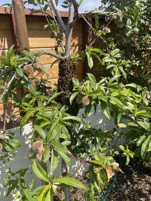 The bees in our peach tree