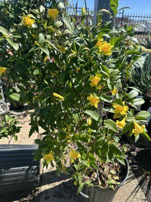 Carolina Jessamine