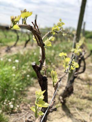 Spring vines