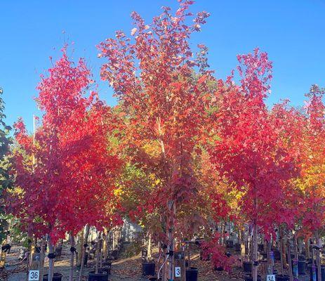 So much fall color!