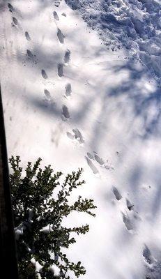 Little joys: feral cat paw paw prints (though I think she used to be domesticated cuz she lets us pet and carry her)