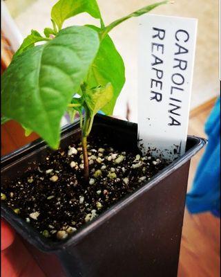 Carolina Reaper plant!