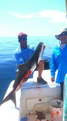 Cobia