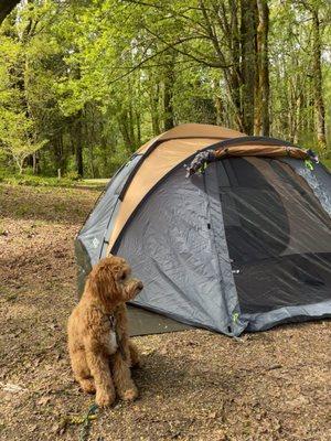 Dosewallips State Park